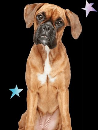 Boxer dog