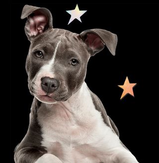 Stafford Bull Terrier